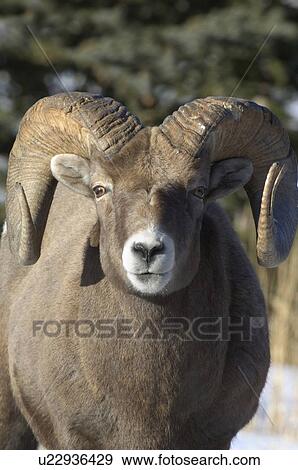 Stock Photo -  close up standing portrait mature adult male. Fotosearch