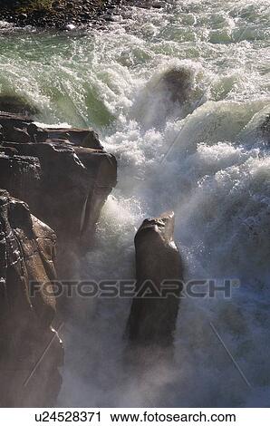 close up vertical image sunwapta falls glacier View Large Photo Image Stock Image - close up vertical image sunwapta falls glacier. Fotosearch