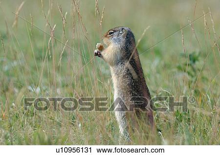 Stock Image -  columbia ground squirrel feeding some succulent. Fotosearch