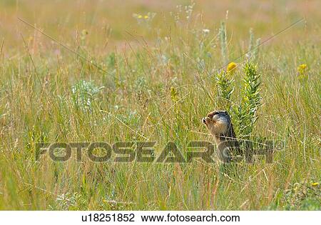 Stock Image -  columbia ground squirrel feeding some succulent. Fotosearch
