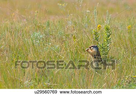 columbia ground squirrel feeding some succulent View Large Photo Image Stock Photo - columbia ground squirrel feeding some succulent. Fotosearch