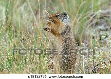 Stock Photography -  columbia ground squirrel feeding some succulent. Fotosearch