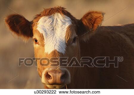 cow in pasture cattle domestic farm View Large Photo Image Stock Image - cow in pasture cattle domestic farm. Fotosearch