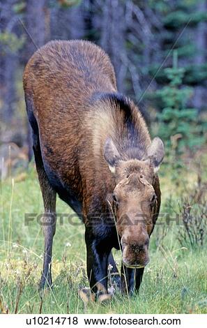 cow moose down front knees feeding some green View Large Photo Image Stock Photo - cow moose down front knees feeding some green. Fotosearch