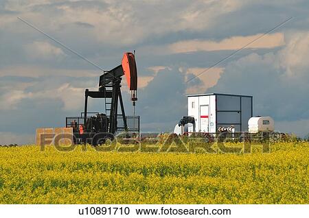 Stock Image -  crude oil pumper sitting in field yello conola. Fotosearch