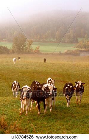 curious holsteins cows vermont pasture pastures View Large Photo Image Stock Photograph - curious holsteins cows vermont pasture pastures. Fotosearch