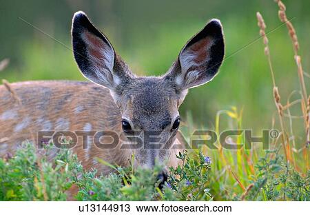 cute little mule deer fawn feeding some tall View Large Photo Image Stock Image - cute little mule deer fawn feeding some tall. Fotosearch