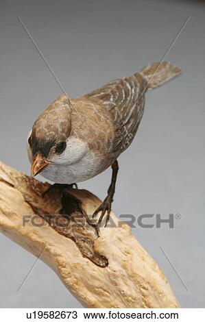 design art tufted titmouse bird carving ability View Large Photo Image Stock Image - design art tufted titmouse bird carving ability. Fotosearch