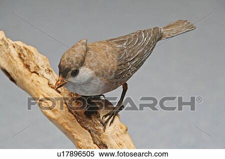 design art tufted titmouse bird carving ability View Large Photo Image Stock Photography - design art tufted titmouse bird carving ability. Fotosearch
