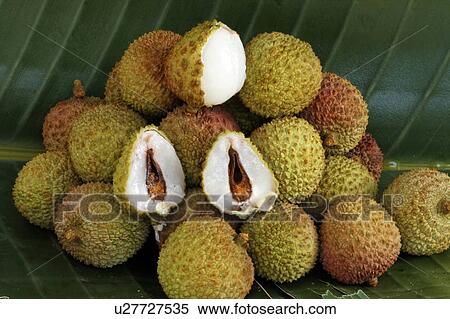 design fruit tropical exotic lychee litchi lichu View Large Photo Image Stock Photography - design fruit tropical exotic lychee litchi lichu. Fotosearch