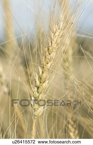 Stock Image -  design north dakota wheat close up field scenes. Fotosearch