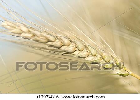 design north dakota wheat close up scenes View Large Photo Image Stock Photograph - design north dakota wheat close up scenes. Fotosearch