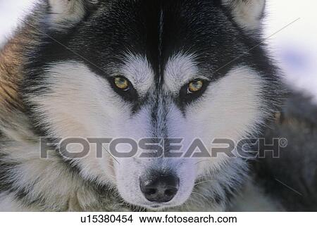 dog close up detail shot brown eyed siberian eye View Large Photo Image Picture - dog close up detail shot brown eyed siberian eye. Fotosearch