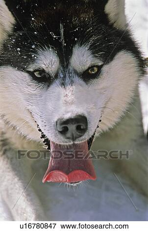 dog close up portrait playful excited siberian View Large Photo Image Stock Photo - dog close up portrait playful excited siberian. Fotosearch
