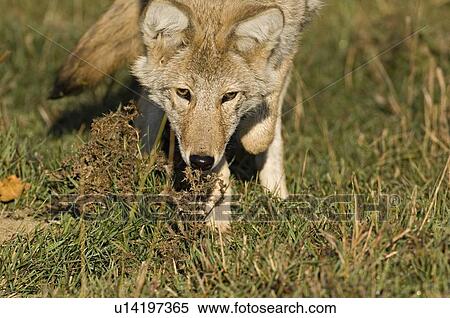 dog close up young western coyote sneeking noise View Large Photo Image Stock Photography - dog close up young western coyote sneeking noise. Fotosearch