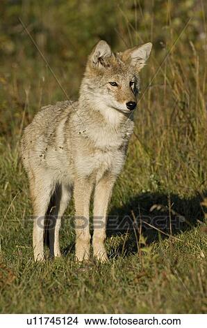 dog front view wild young juvenile coyote alert View Large Photo Image Picture - dog front view wild young juvenile coyote alert. Fotosearch