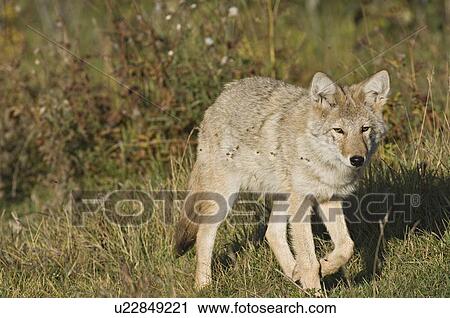 dog front view wild young juvenile coyote View Large Photo Image Stock Image - dog front view wild young juvenile coyote. Fotosearch