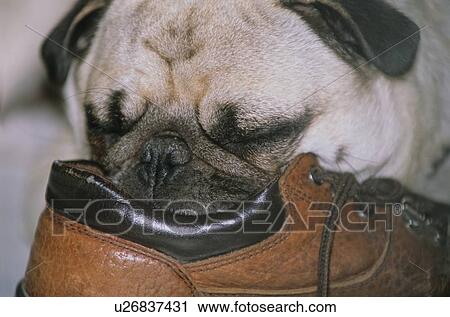 dog house close up portrait cute small pug old View Large Photo Image Stock Image - dog house close up portrait cute small pug old. Fotosearch