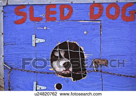 dog house sport alaskin husky sled peeks out box View Large Photo Image Stock Image - dog house sport alaskin husky sled peeks out box. Fotosearch