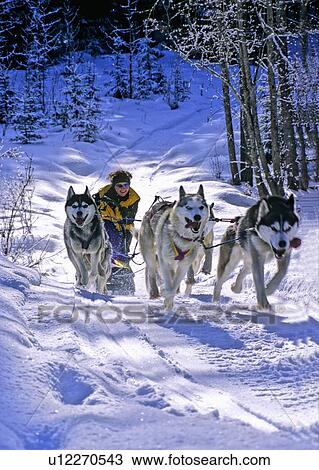 dog lady musher team climbing hill remote race View Large Photo Image Stock Image - dog lady musher team climbing hill remote race. Fotosearch