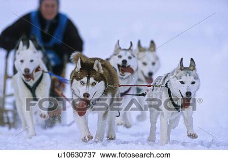 dog lead husky team in sprint race running head View Large Photo Image Stock Photo - dog lead husky team in sprint race running head. Fotosearch