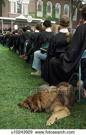 Stock Photo -  dog man graduation dartmoutn college hanover nh. Fotosearch