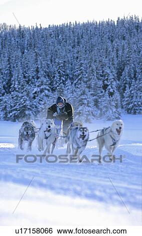 dog musher racing through frosty section race View Large Photo Image Stock Photograph - dog musher racing through frosty section race . Fotosearch