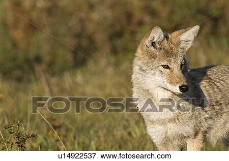 dog nature portrait young western coyote looking View Large Photo Image Stock Photo - dog nature portrait young western coyote looking. Fotosearch