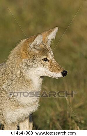 Stock Photo -  dog nature side view portrait juvenile western. Fotosearch