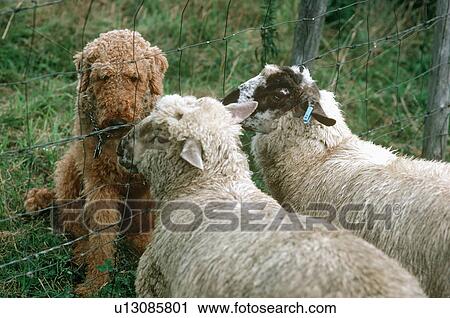 dog old friends in underhill vt sheep animal View Large Photo Image Stock Image -  dog old friends in underhill vt sheep animal. Fotosearch