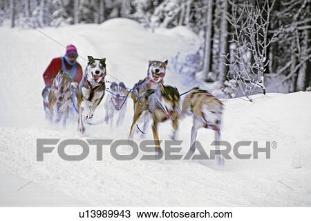 dog selective focus image sled racer mushing View Large Photo Image Stock Image - dog selective focus image sled racer mushing. Fotosearch