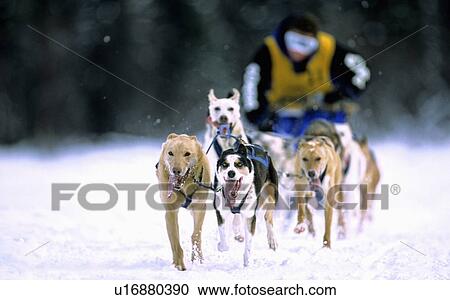 Stock Image -  dog selective focus image sled racer mushing. Fotosearch