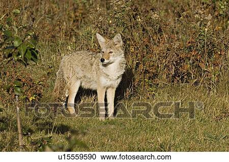 Stock Image -  dog side view wild young juvenile western coyote. Fotosearch