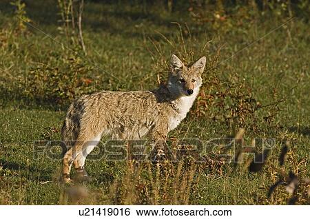 Stock Photograph -  dog side view wild young juvenile coyote looking. Fotosearch