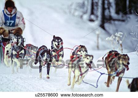 dog sport blurred image sled team in racing hard View Large Photo Image Stock Image - dog sport blurred image sled team in racing hard. Fotosearch