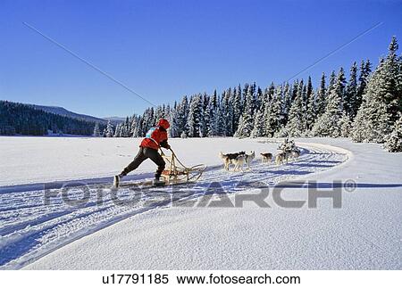 Stock Photography -  dog sport brightly clothed sled racer muahing. Fotosearch