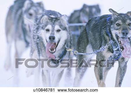 Stock Image -  dog sport close up image racing sled team focus. Fotosearch