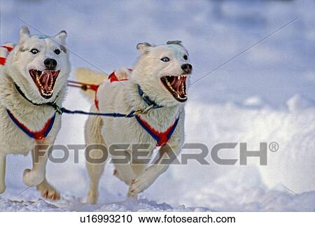 dog sport close up image racing sled team focus View Large Photo Image Stock Image - dog sport close up image racing sled team focus. Fotosearch