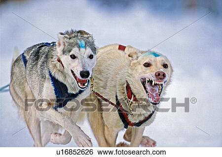 dog sport close up image racing sled team focus View Large Photo Image Stock Photograph - dog sport close up image racing sled team focus. Fotosearch