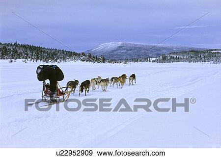 Stock Photo -  dog sport home racinc sled team racing for line. Fotosearch
