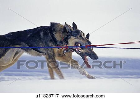Stock Photo -  dog sport side close up view two alaskin husky. Fotosearch