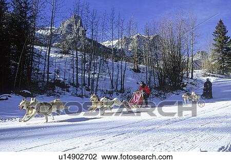 dog sport sled race team running well packed View Large Photo Image Stock Image - dog sport sled race team running well packed . Fotosearch