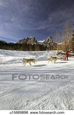 dog sport sled race team running well packed 21 View Large Photo Image Stock Photo - dog sport sled race team running well packed 21. Fotosearch