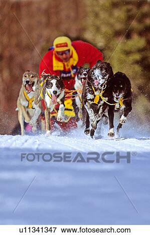 Stock Photo -  dog sport sled race team topping hill agressive. Fotosearch