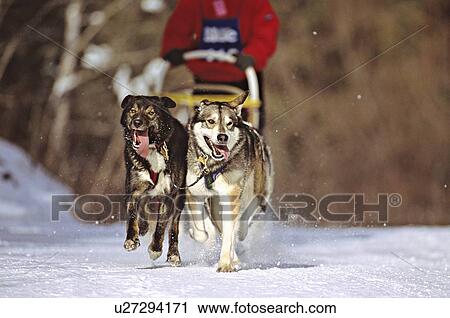 Stock Image -  dog sport team racing in sprint race head front. Fotosearch