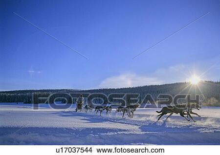 dog sun image sled race team mushing seculded View Large Photo Image Picture - dog sun image sled race team mushing seculded. Fotosearch