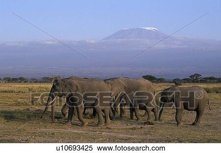 elephants in front mount amboseli national park View Large Photo Image Stock Photography - elephants in front mount amboseli national park. Fotosearch