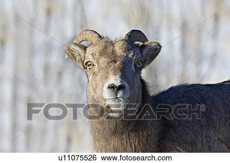 face adlut female rocky mountain bighorn sheep View Large Photo Image Stock Photograph - face adlut female rocky mountain bighorn sheep. Fotosearch