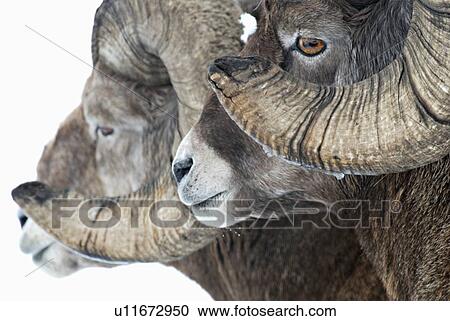 face close up horozontal portrait two rocky View Large Photo Image Stock Image - face close up horozontal portrait two rocky . Fotosearch