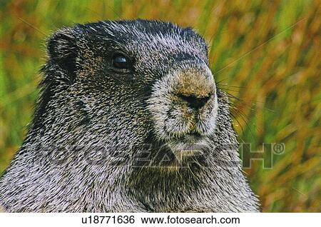 face close up portrait hoary marmot wild animal View Large Photo Image Stock Photograph - face close up portrait hoary marmot wild animal. Fotosearch